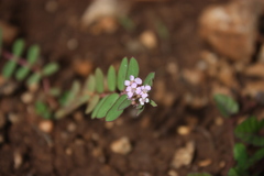 Euphorbia corrigioloides